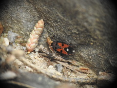 Horvathiolus superbus