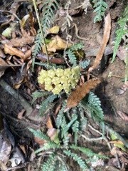 Hoya