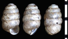 Columella simplex