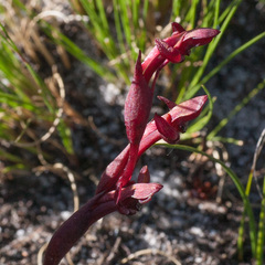 Disa ophrydea