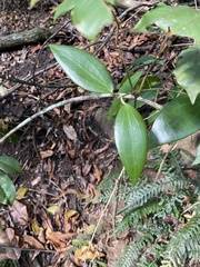 Hoya