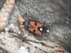 Horvathiolus superbus