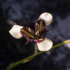 Moraea lurida