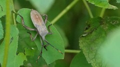 Anoplocnemis