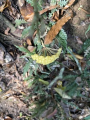Hoya