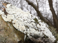 Basidioradulum radula