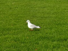 Chroicocephalus ridibundus