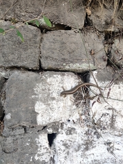 Ablepharus himalayanus