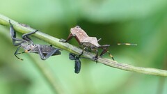 Anoplocnemis