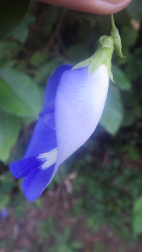 Clitoria lasciva image