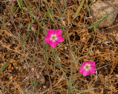 Convolvulus chilensis