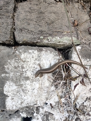 Ablepharus himalayanus