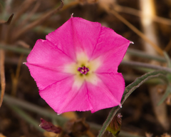 Convolvulus chilensis