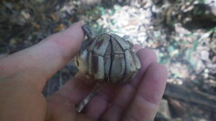 Coenobita violascens