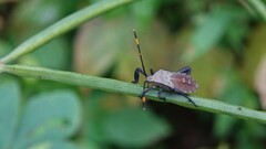 Anoplocnemis