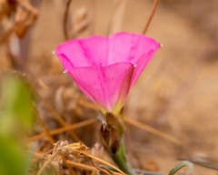 Convolvulus chilensis