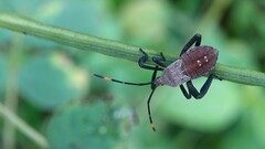 Anoplocnemis
