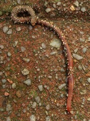 Lumbricus