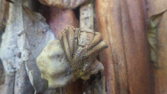 Coenobita violascens