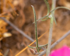 Convolvulus chilensis