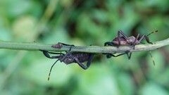Anoplocnemis