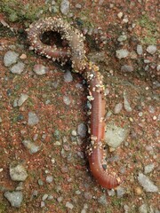 Lumbricus