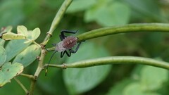 Anoplocnemis