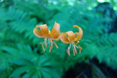 Lilium medeoloides
