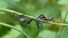Anoplocnemis