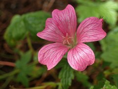 Malva