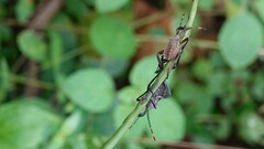 Anoplocnemis