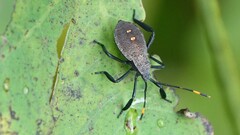 Anoplocnemis