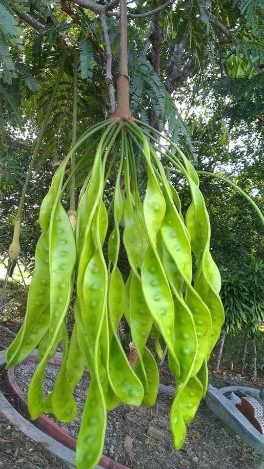 Parkia speciosa