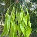 Stink Bean - Photo (c) Ong Jyh Seng, some rights reserved (CC BY-SA), uploaded by Ong Jyh Seng