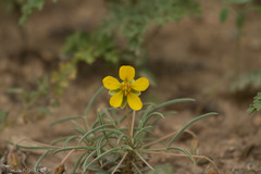 Senna pumilio