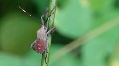 Anoplocnemis