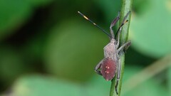 Anoplocnemis