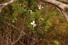 Pelargonium ternatum