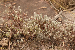Crassula biplanata