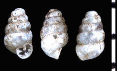 Gastrocopta pentodon