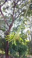 Parkia speciosa
