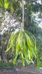 Parkia speciosa