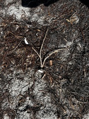 Syringodium filiforme