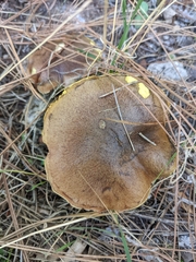 Suillus collinitus