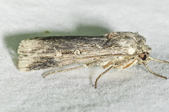 Feltia subterranea