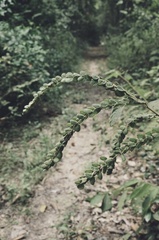 Phyllodium pulchellum