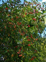 Malus