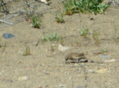 Upucerthia dumetaria