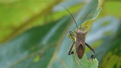 Trematocoris lobipes