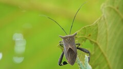 Trematocoris lobipes